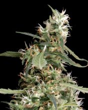 (Bild für) Arjan's Ultra Haze #1 Feminised Seeds