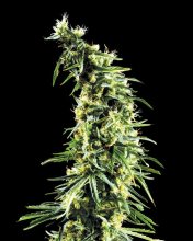 (Bild für) Hawaiian Snow Feminised Seeds