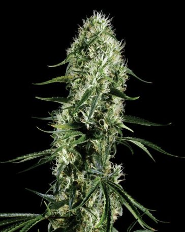 (Bild für) Super Silver Haze Feminised Seeds