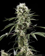 (Bild für) Super Lemon Haze Feminised Seeds