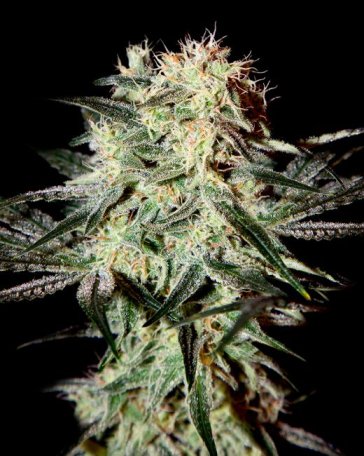 (Bild für) Arjan's Strawberry Haze Feminised Seeds