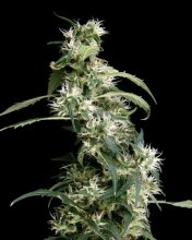 (Bild für) Arjan's Ultra Haze #2 Feminised Seeds