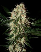 (Bild für) Arjan's Haze #3 Feminised Seeds