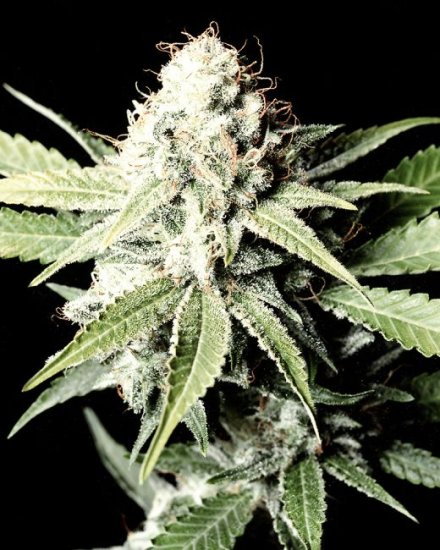 (Bild für) Great White Shark Feminised Seeds