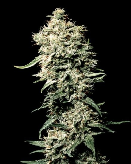 (Bild für) White Rhino Feminised Seeds