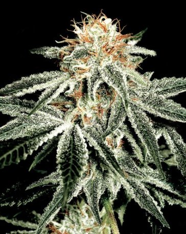 (Bild für) White Widow Feminised Seeds