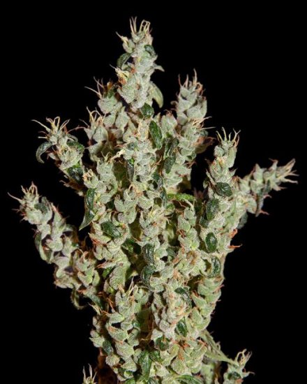 (Bild für) NL5 Haze Mist Feminised Seeds