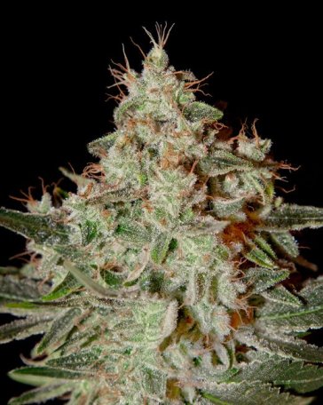 (Bild für) Lemon Skunk Feminised Seeds