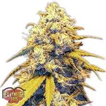 (Bild für) Strawberry Cake Auto Feminised Seeds