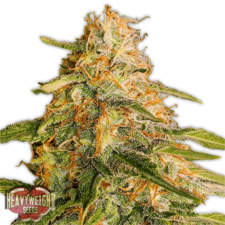 (Bild für) Tropic Punch Feminised Seeds