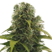 (Bild für) High Density Auto Feminised Seeds