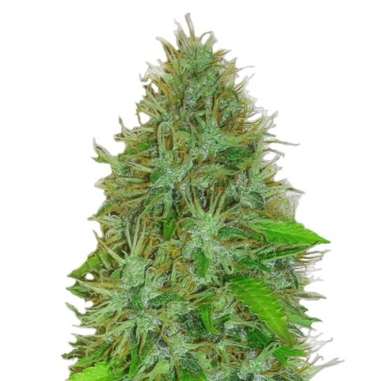 (Bild für) 2 Fast 2 Vast Auto Feminised Seeds