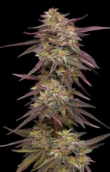 (Bild für) COB Salad Feminised Seeds