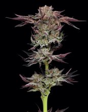 (Bild für) Jelly Donutz Auto Feminised Seeds