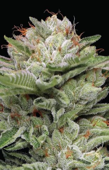 (Bild für) Durban Poison Auto Feminised Seeds