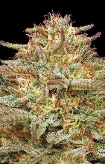 (Bild für) Orange Creampop Feminised Seeds