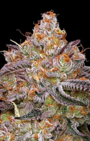 (Bild für) Granny Candy Feminised Seeds