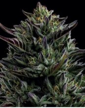 (Bild für) California Octane Feminised Seeds