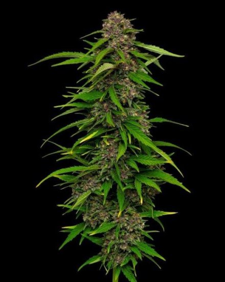 (Bild für) Squirt Auto Feminised Seeds