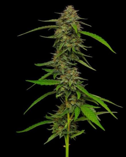 (Bild für) Strawberry Cheesecake Auto Feminised Seeds