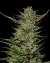 (Bild für) Don Carlos Feminised Seeds