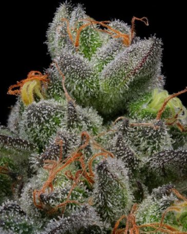 (Bild für) California Cream (Caramel Cream) Feminised Seeds