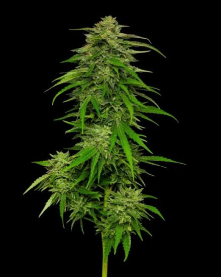 (Bild für) Mango Sherbert Auto Feminised Seeds