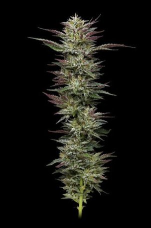 (Bild für) Nutter Budder Feminised Seeds