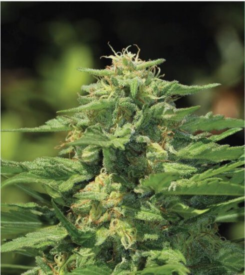 (Bild für) Dream Queen Feminised Seeds