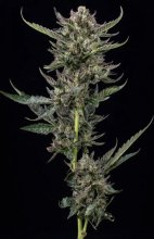 (Bild für) Notorious THC Feminised Seeds