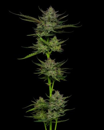 (Bild für) Sour Apple Auto Feminised Seeds