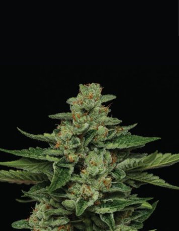 (Bild für) Fortune Cookie Feminised Seeds