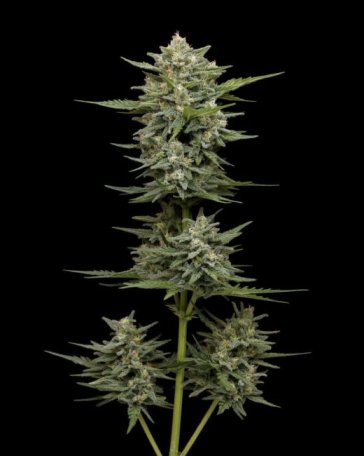 (Bild für) Vanilla Latte Auto Feminised Seeds