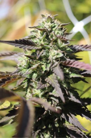 (Bild für) Chunkadelic Auto Feminised Seeds