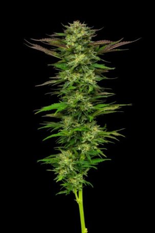 (Bild für) Apricot Papaya Feminised Seeds