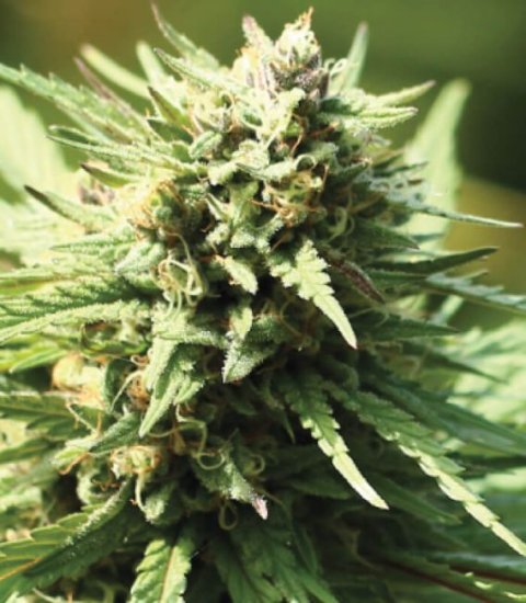 (Bild für) Slightly Stoopid Fruits Feminised Seeds