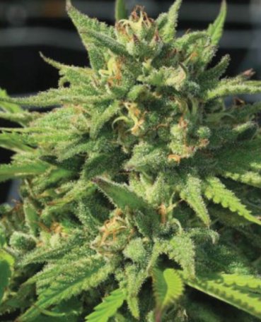 (Bild für) Bigfoot Glue Feminised Seeds