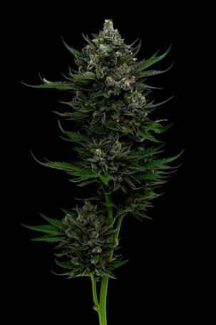 (Bild für) All Gas OG Feminised Seeds