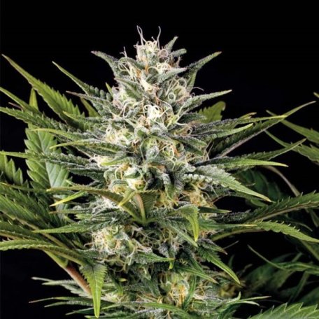 (Bild für) Pineapple Skunk Feminised Seeds