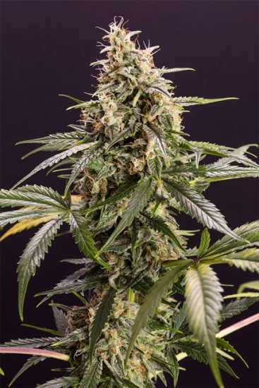 (Bild für) Chem-Bomb Auto Feminised Seeds