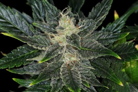 (Bild für) Gorilla King Auto Feminised Seeds