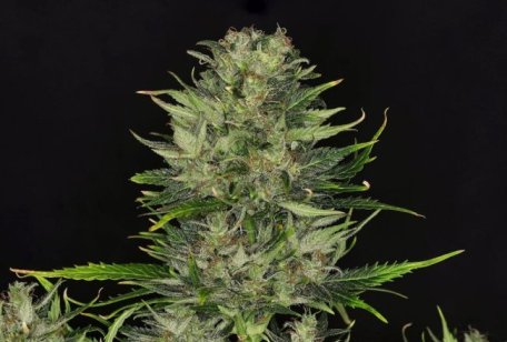 (Bild für) DoSiDos Auto Feminised Seeds