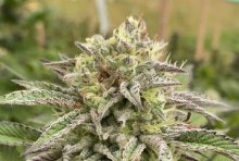 (Bild für) Break-Up Cake Auto Feminised Seeds