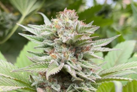 (Bild für) Strawberry Haze Auto Feminised Seeds