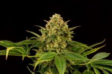 (Bild für) Monkey Grease Feminised Seeds