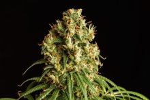 (Bild für) Mimosa Dream Feminised Seeds