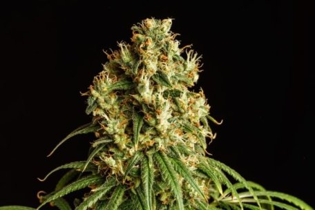 (Bild für) Mimosa Dream Feminised Seeds