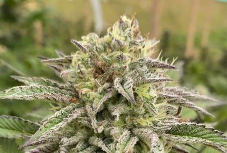 (Bild für) Break-Up Cake Feminised Seeds