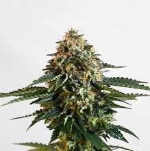 (Bild für) Kannabia THCV Feminised Seeds