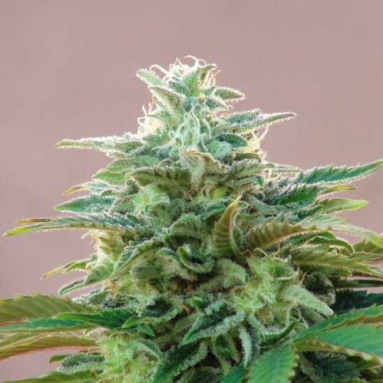 (Bild für) Kannabia CBDV Auto Feminised Seeds